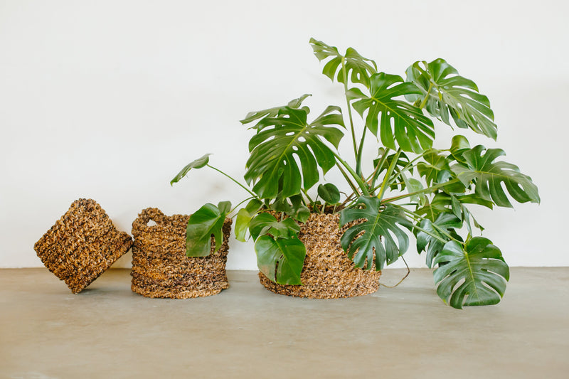 OLS Banana Twist Premium Planter