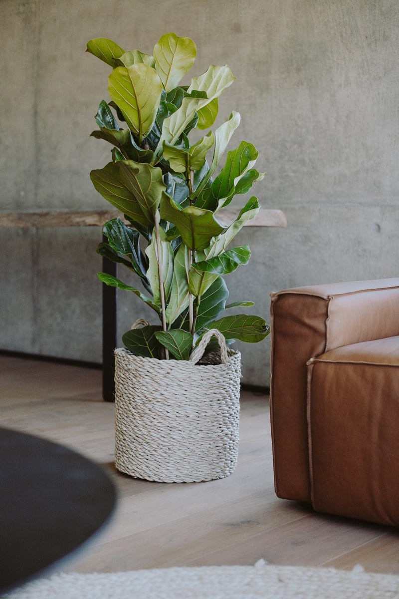 OLS Oatmeal Planter